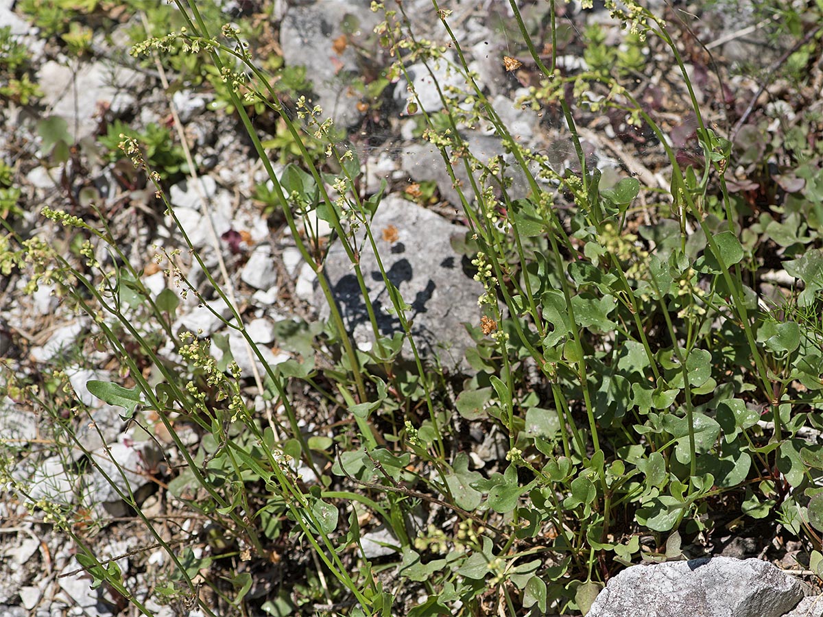 Rumex scutatus